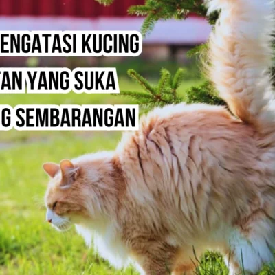 6 Cara Mengatasi Kucing Jantan yang Suka Kencing Sembarangan
