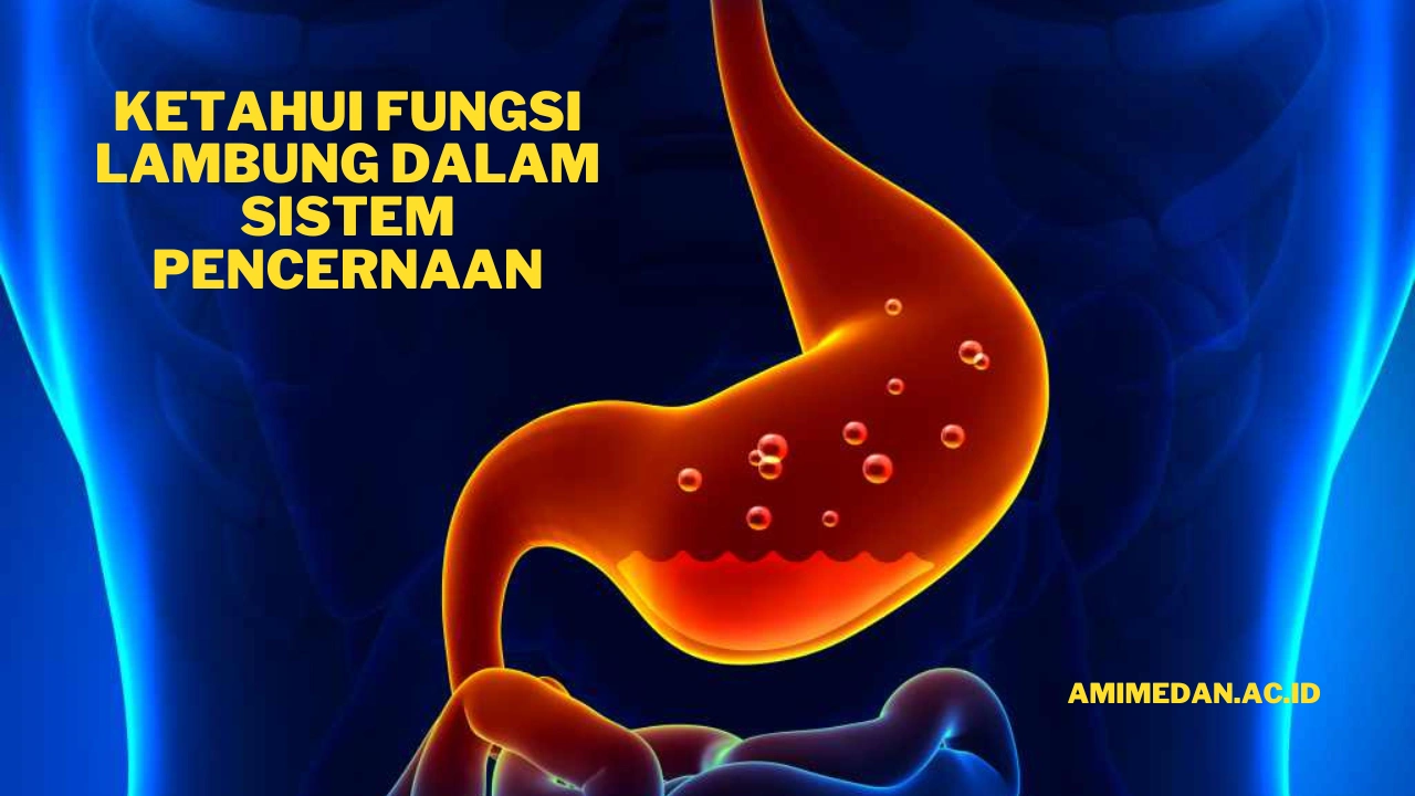 Ketahui Fungsi Lambung dalam Sistem Pencernaan